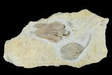 Two Fossil Crinoids (Cyathocrinites & Agaricocrinus) - Indiana #176826-1